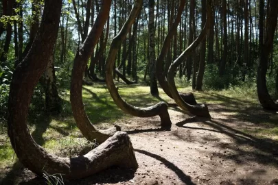 [Hearth.com] crooked forest