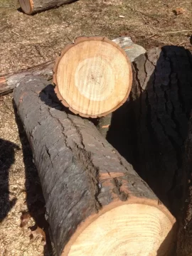 [Hearth.com] CT Wood ID