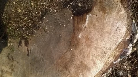 [Hearth.com] Worth the effort?