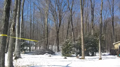 [Hearth.com] What's a fair price for felling this tree?