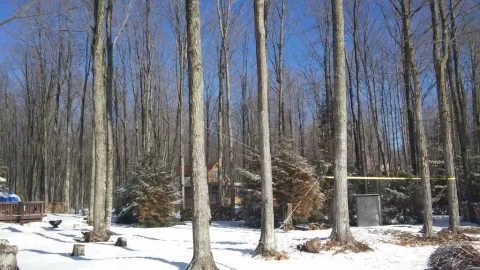 [Hearth.com] What's a fair price for felling this tree?