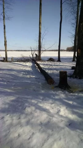 [Hearth.com] What's a fair price for felling this tree?