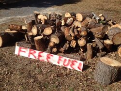 Free Pine in Dennis, MA