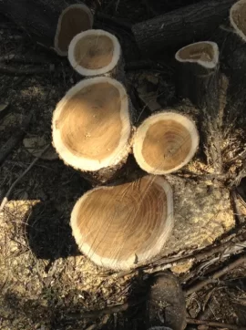 [Hearth.com] wood ID help