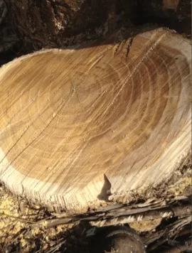[Hearth.com] wood ID help