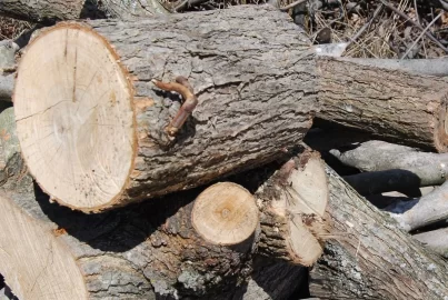 [Hearth.com] wood id