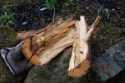 [Hearth.com] wood id