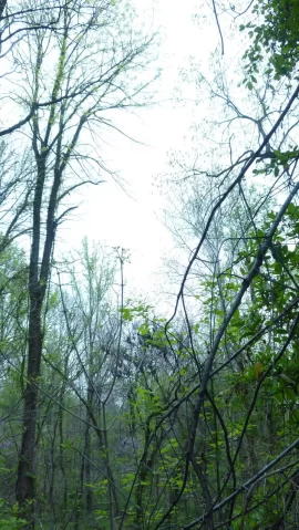 [Hearth.com] Time to hit the woods  , need 10 cord next year