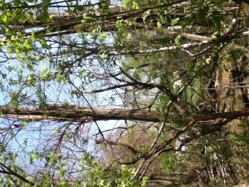[Hearth.com] Black Locust Heaven!! (pics)