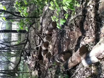 [Hearth.com] Black Locust Heaven!! (pics)