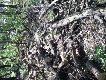 [Hearth.com] Black Locust Heaven!! (pics)