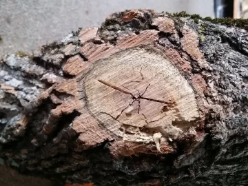[Hearth.com] Downed Cottonwood