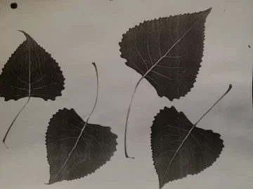 [Hearth.com] Downed Cottonwood