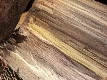 [Hearth.com] wood species