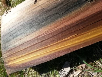 [Hearth.com] wood species