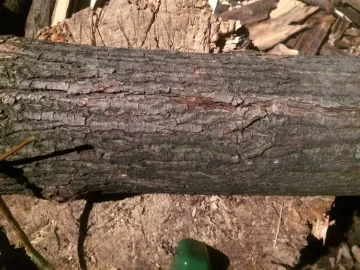 [Hearth.com] ID This Wood