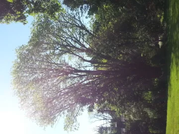 [Hearth.com] Helping out Ash Tree