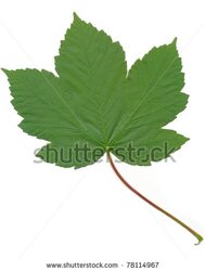 stock-photo-leaf-of-sycamore-maple-tree-78114967.jpg