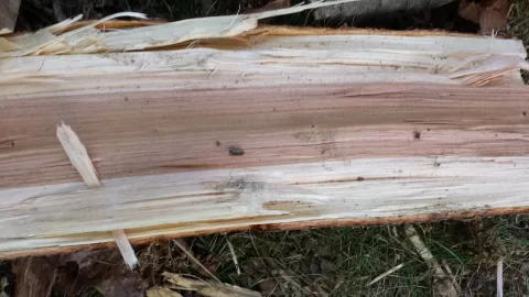 [Hearth.com] wood ID