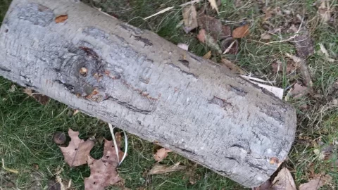 [Hearth.com] wood ID