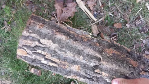 [Hearth.com] wood ID