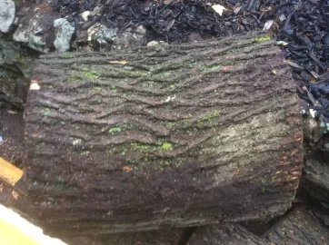 [Hearth.com] Wood ID, please and thanks......