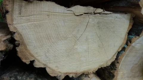 [Hearth.com] wood ID
