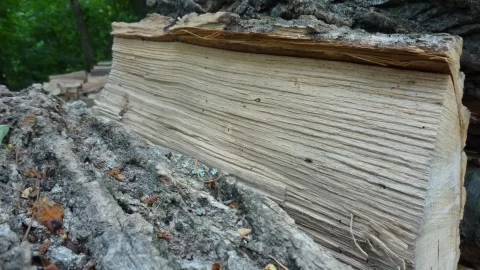[Hearth.com] Wood ID help