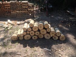Finished bucking up the last of a poplar for kindling