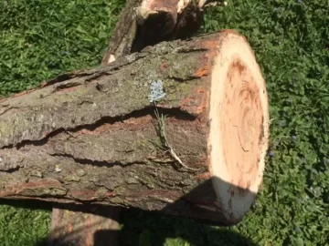 [Hearth.com] Wood ID help please