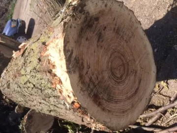 [Hearth.com] Wood ID help please