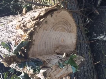 [Hearth.com] Wood ID help please
