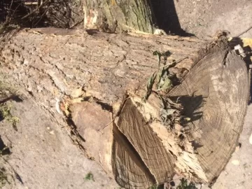 [Hearth.com] Wood ID help please