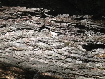 [Hearth.com] Need ID Help.