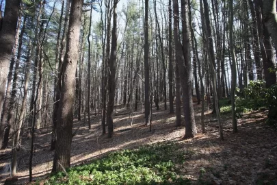 [Hearth.com] Need Wood Supplier in Southern Saratoga Co, NY