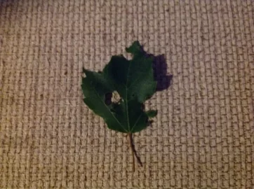 [Hearth.com] What is eating my red maple?
