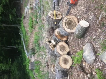 [Hearth.com] Someone ate my firewood :(