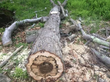 [Hearth.com] Someone ate my firewood :(