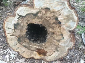 [Hearth.com] Someone ate my firewood :(