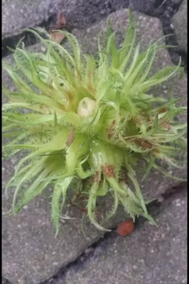 [Hearth.com] Need help with tree ID.
