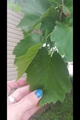 [Hearth.com] Need help with tree ID.