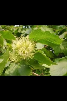 [Hearth.com] Need help with tree ID.
