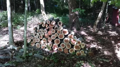 [Hearth.com] Honey Locust score