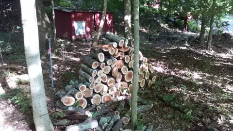 [Hearth.com] Honey Locust score