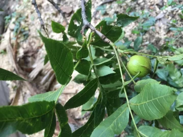 [Hearth.com] Wood Id - Black Walnut or Butternut?