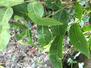 [Hearth.com] Wood Id - Black Walnut or Butternut?