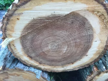 [Hearth.com] Wood Id - Black Walnut or Butternut?