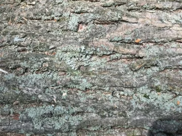 [Hearth.com] Wood Id - Black Walnut or Butternut?