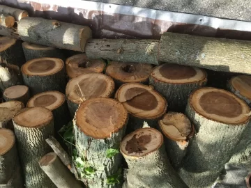 [Hearth.com] Wood Id - Black Walnut or Butternut?