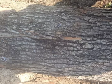 [Hearth.com] Wood ID